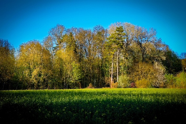 Landscape tree nature forest Photo