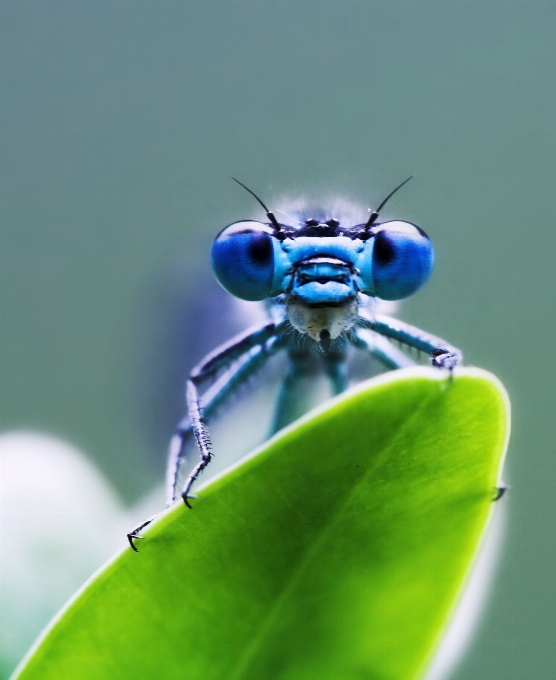 Natura fotografia liść kwiat