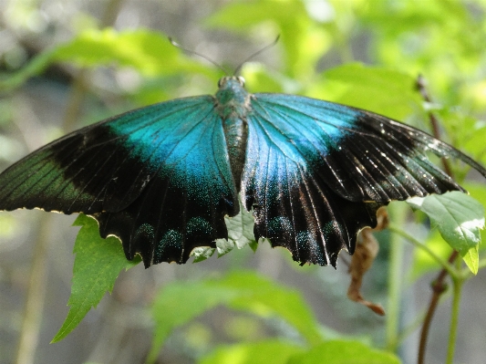 Nature wing flower wildlife Photo