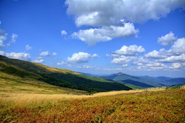 Landscape tree nature grass Photo