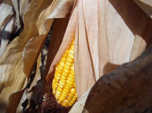 Nature growth wood farm Photo