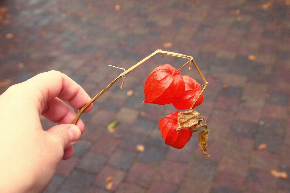 Mano pianta foglia fiore