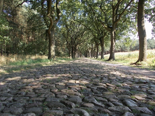 Ağaç orman yol iz Fotoğraf