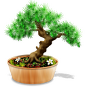 Icona Bonsai