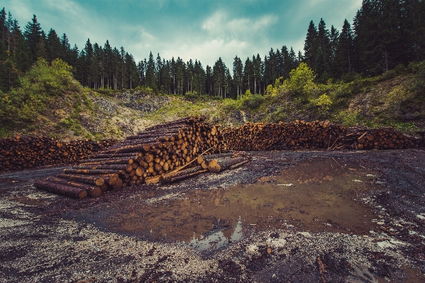 Landscape nature forest wilderness Photo