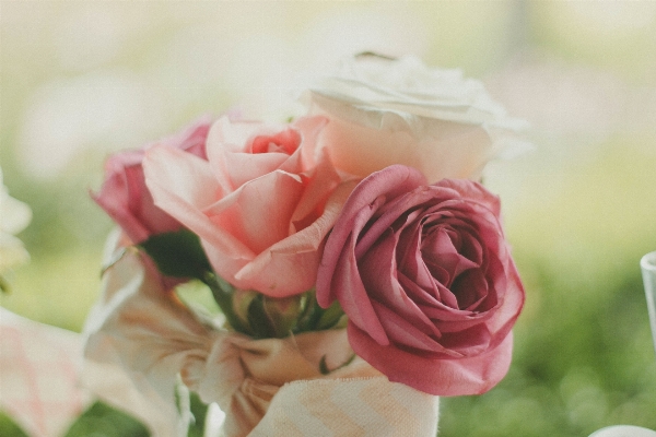 Blossom plant photography flower Photo