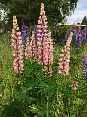 Plant flower botany pink Photo