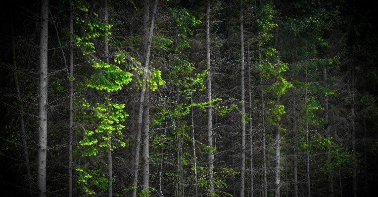 Landscape tree nature forest Photo