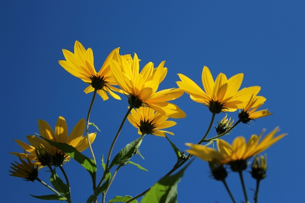 Plant sky field meadow Photo