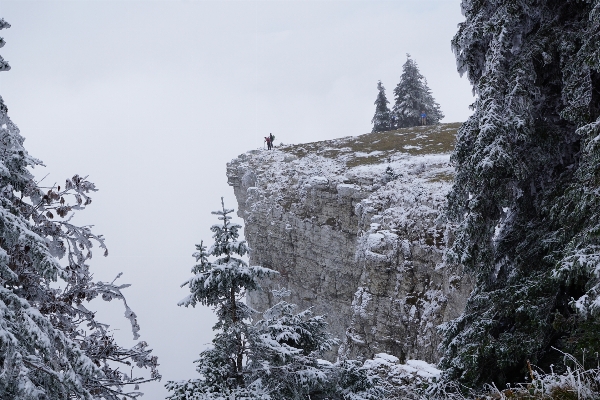 Tree wilderness mountain snow Photo