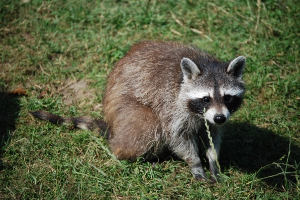 Zdjęcie Uroczy dzikiej przyrody ssak fauna