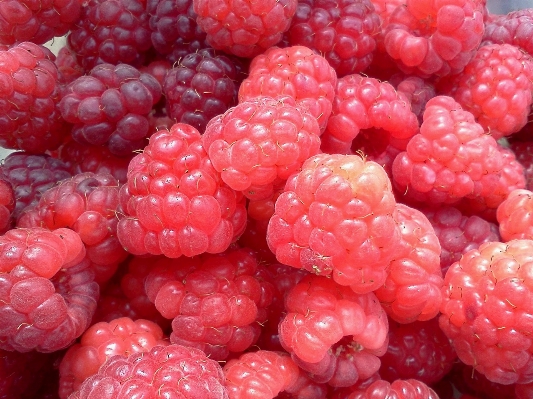 Natur anlage himbeere frucht Foto