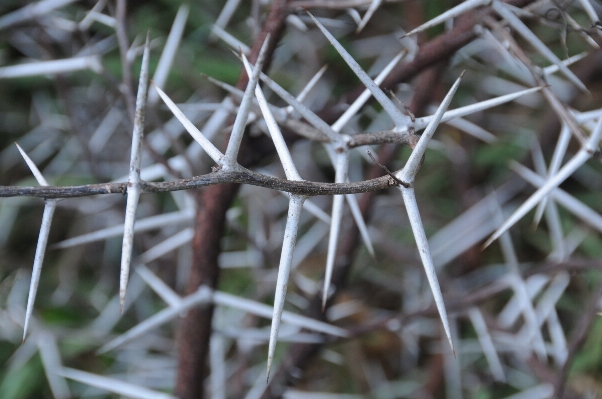 Tree nature grass branch Photo