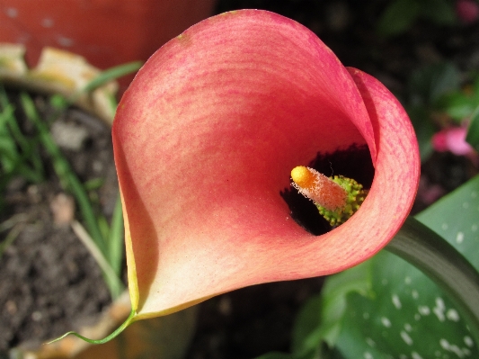 Foto Naturaleza planta hoja flor