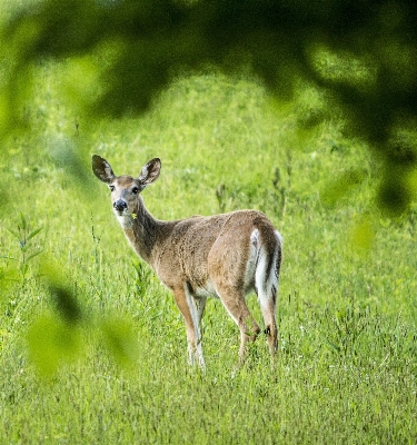 Nature forest grass field Photo