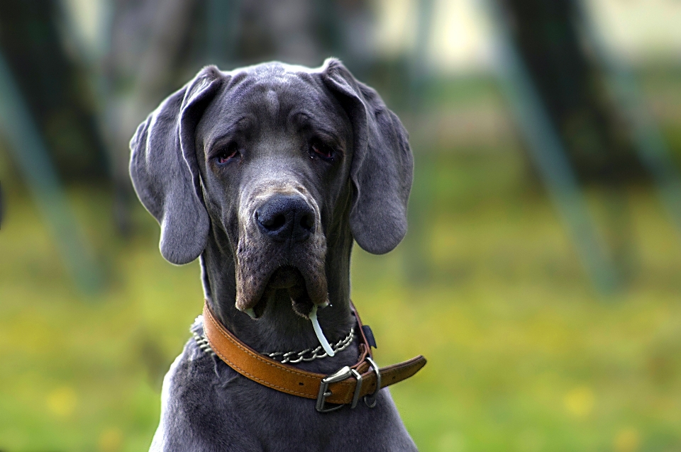 White home dog animal