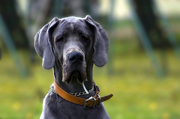 White home dog animal Photo