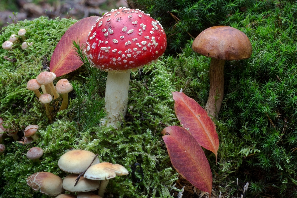 Forest moss botany mushroom