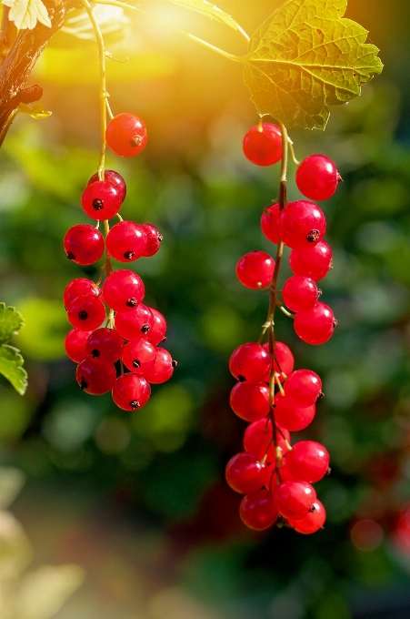 Natura fiore pianta frutta