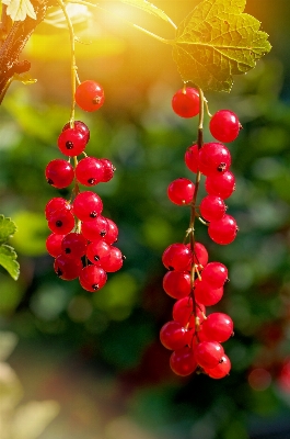 Nature blossom plant fruit Photo