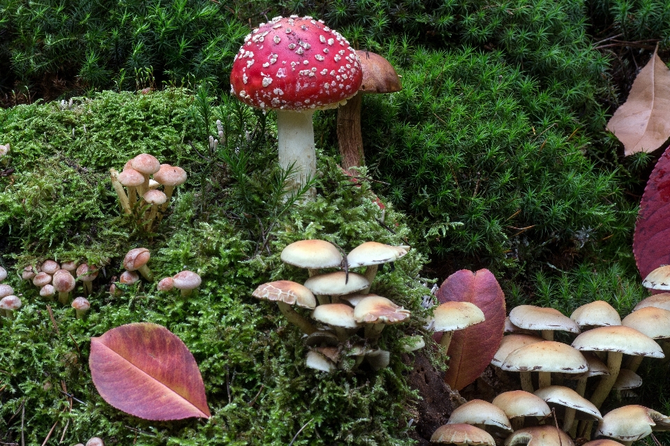 Forest moss botany mushroom