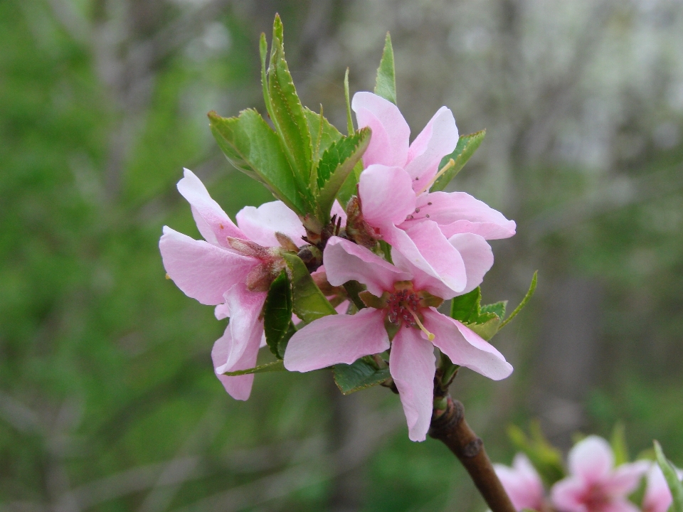 Fiore pianta primavera botanica
