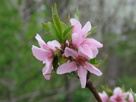 Foto Florescer plantar flor primavera