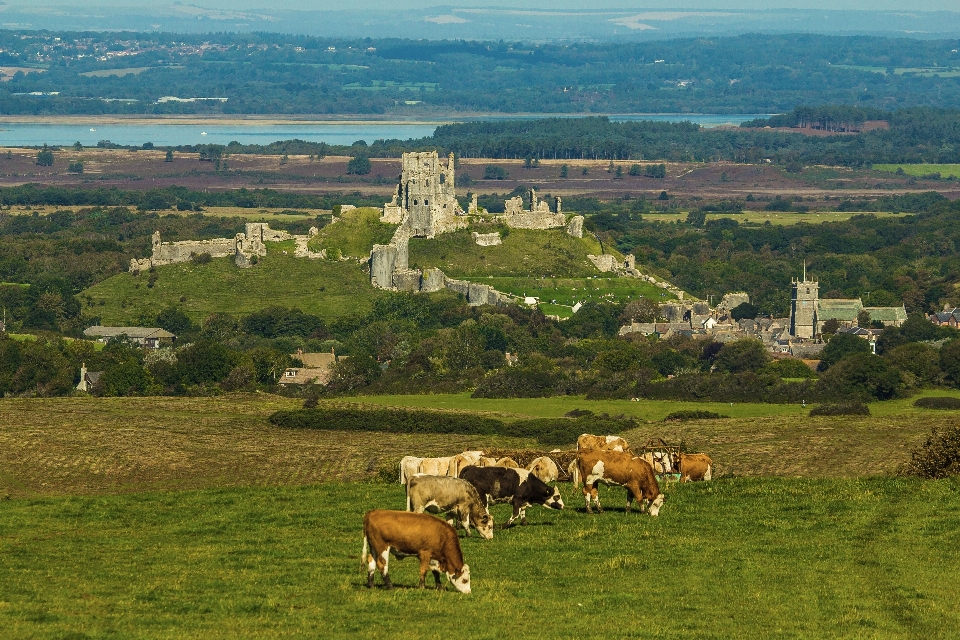 Paysage herbe champ cultiver