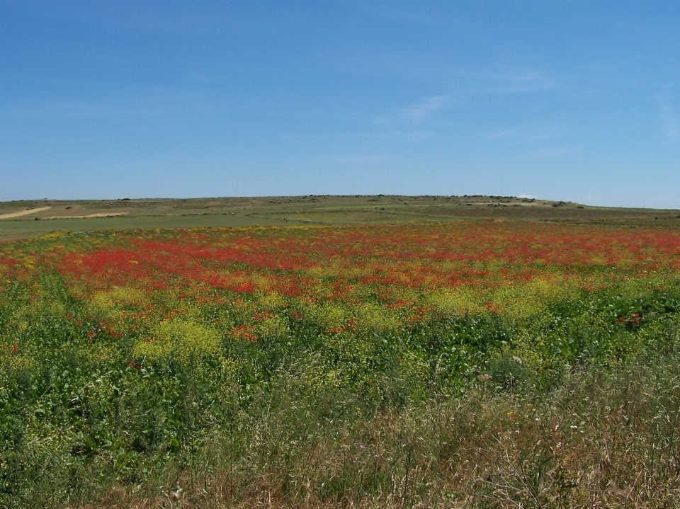 Landschaft gras horizont sumpf
