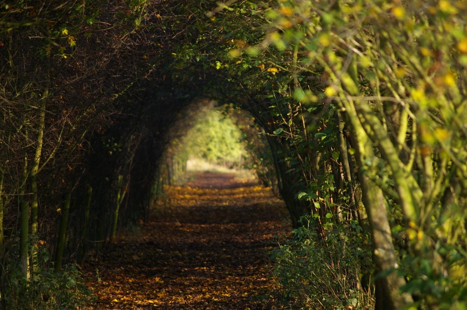 Baum natur wald weg