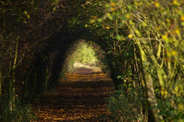 Tree nature forest path Photo