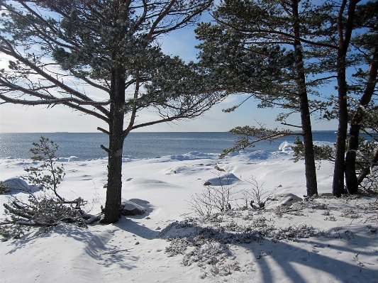 Landscape tree nature horizon Photo