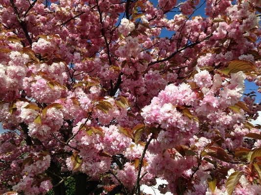 Tree nature branch blossom Photo