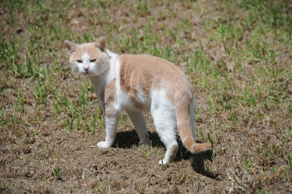 Tierwelt haustier katze säugetier