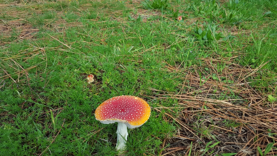 自然 森 草 芝生