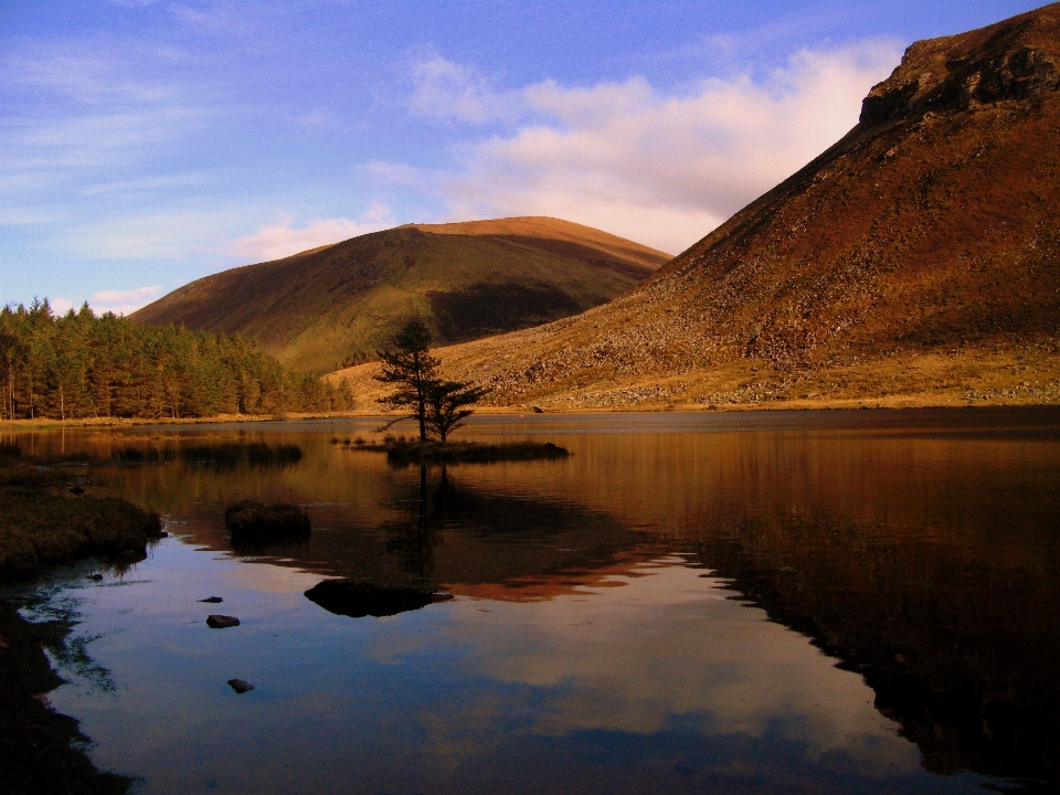 Landscape tree water nature