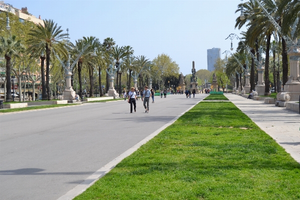 Tree pedestrian road street Photo