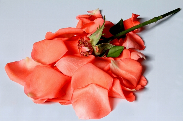 Plant flower petal rose Photo