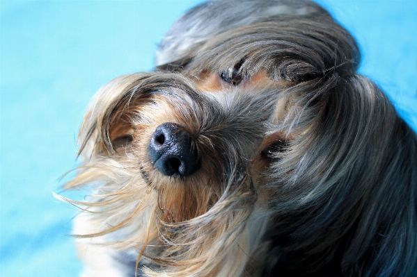 Foto Cucciolo cane canino
 animale domestico