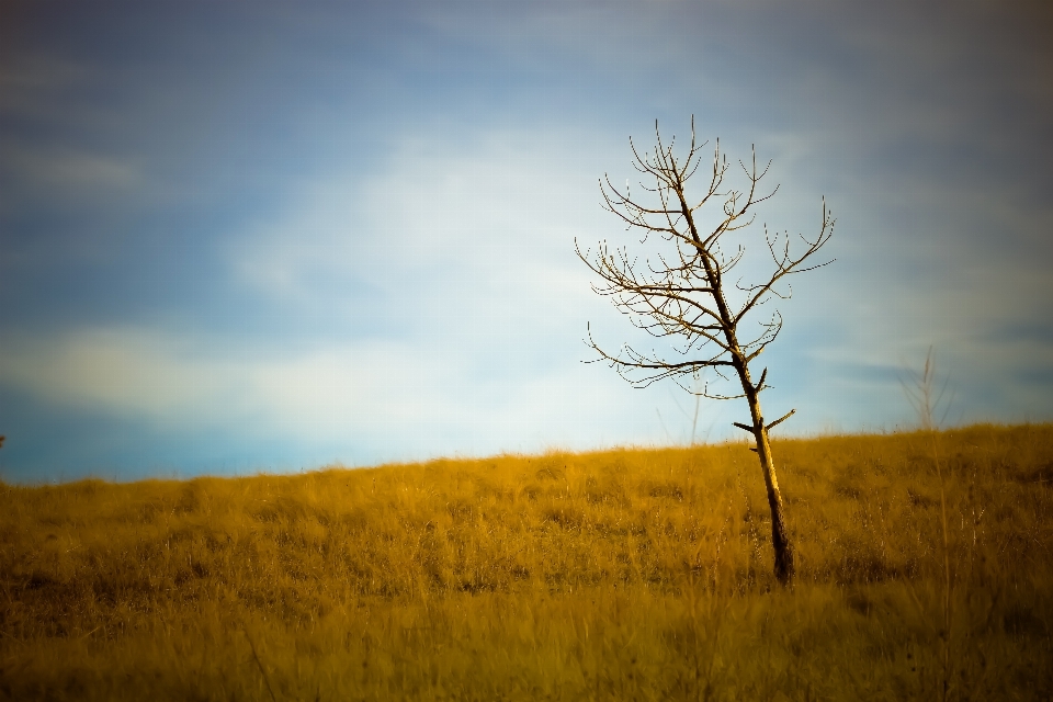 Landscape tree nature grass