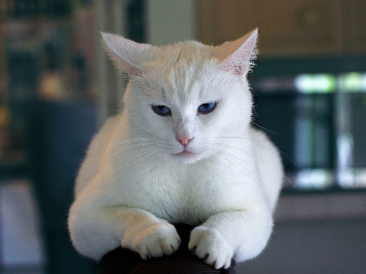 白 甘い 動物 かわいい 写真