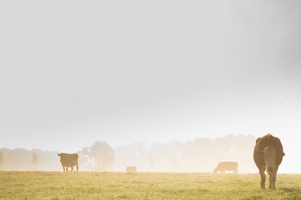 Landscape nature grass fog Photo