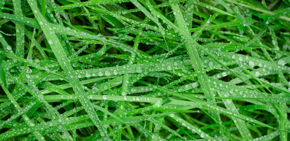 Agua césped crecimiento planta