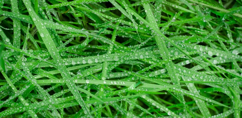 Water grass growth plant Photo