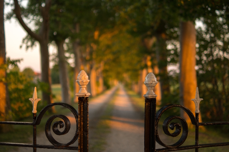 Landscape tree light fence