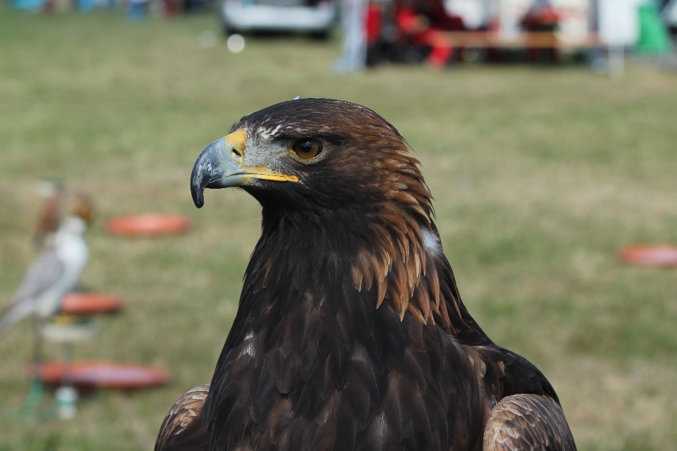 Burung margasatwa paruh rajawali