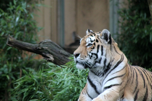 Nature wildlife zoo jungle Photo