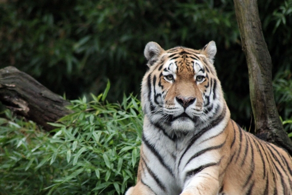 Zdjęcie Pustynia
 zwierzę dzikiej przyrody ogród zoologiczny