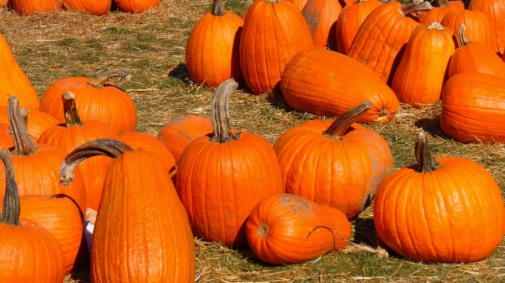 Nature field farm stem Photo