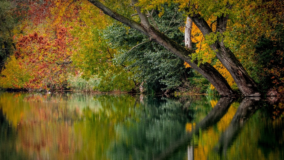 árbol naturaleza bosque rama